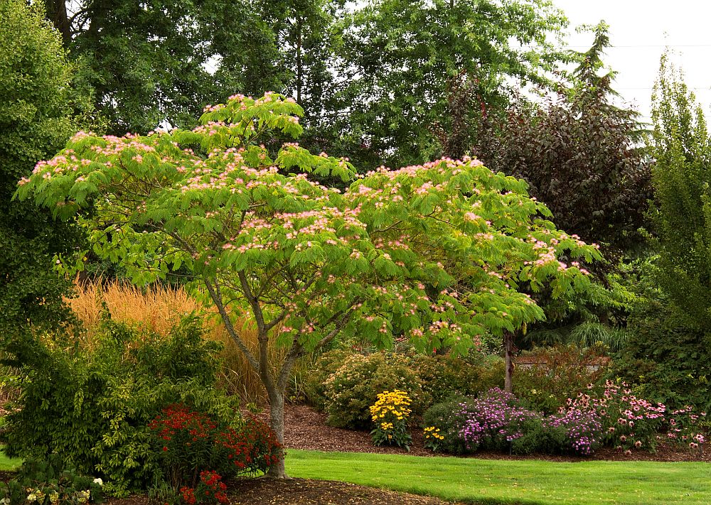 Arborele de Mătase Ombrella