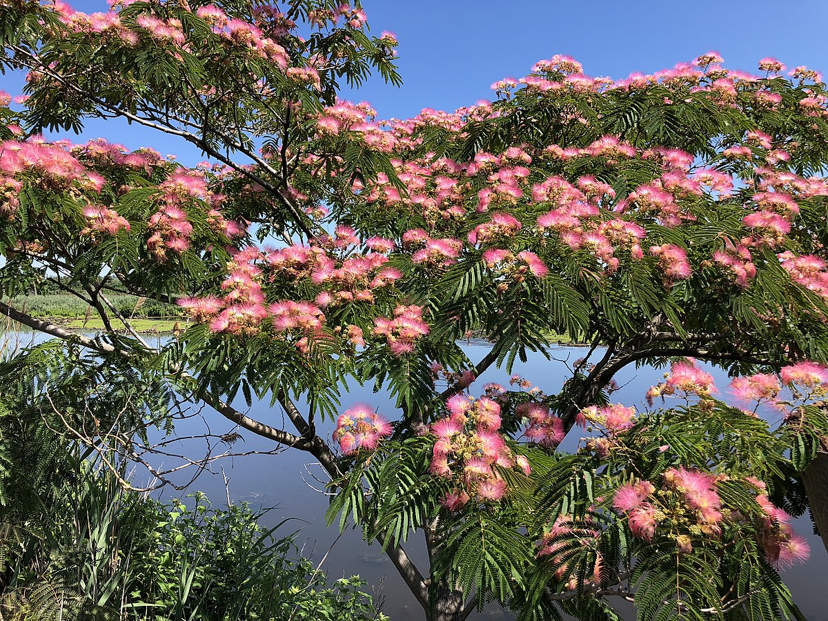 Arborele de Mătase Ombrella - Rădăcină Nudă